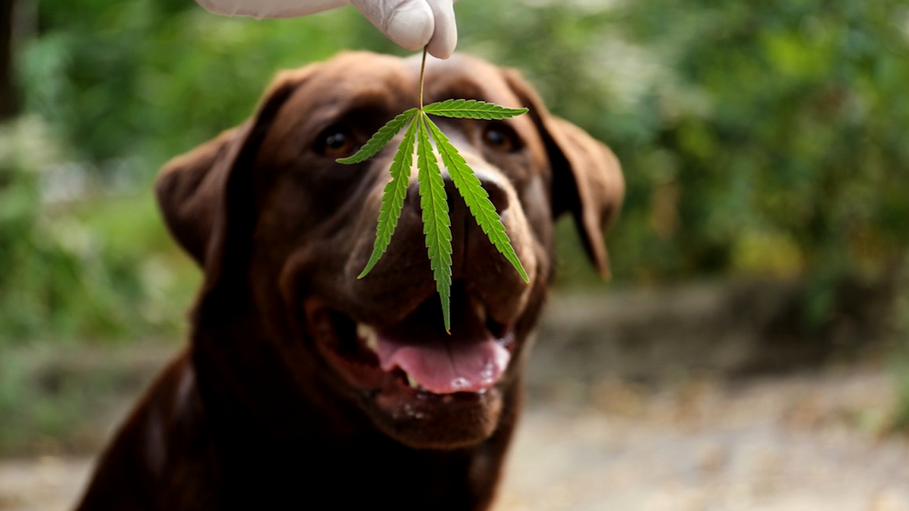 CBD treats for dogs