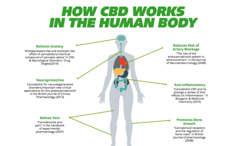 How CBD Works in the Human Body