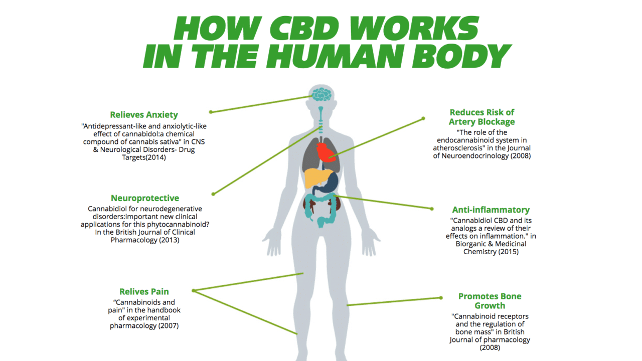 How CBD Works in the Human Body