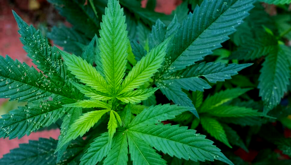  Nutrient Deficiency in Cannabis Plant