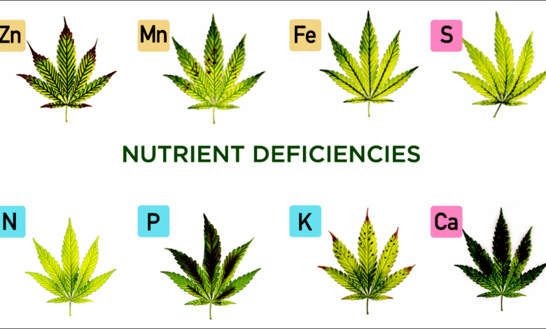 Nutrient Deficiency in Cannabis Plant