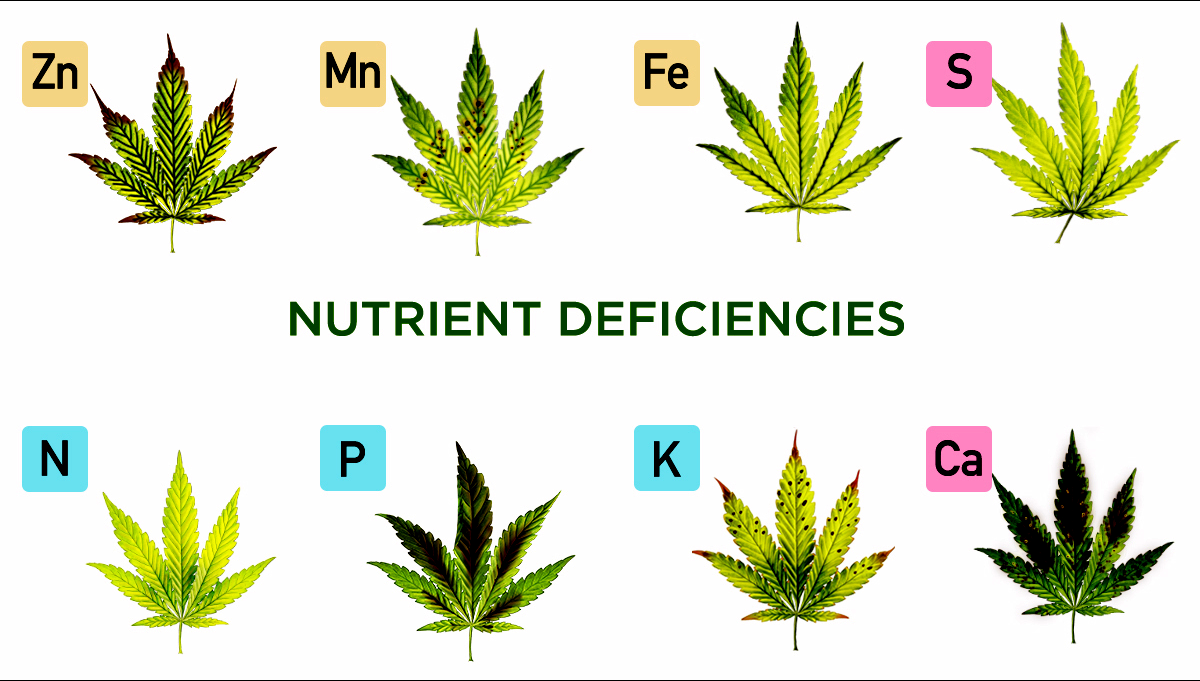 Nutrient Deficiency in Cannabis Plant