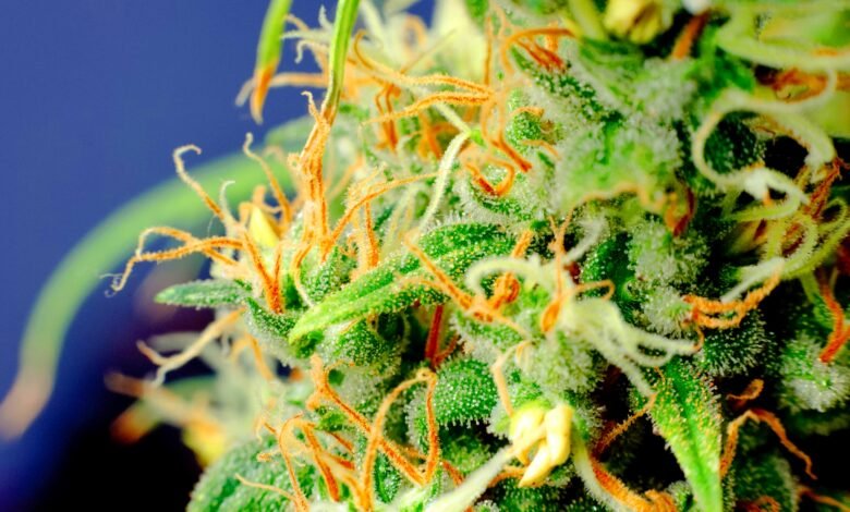 What Is CBD? A Beginner’s Guide to Cannabidiol