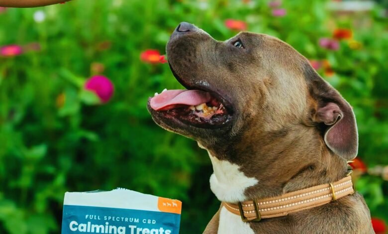 CBD Pet Treats for Calmer