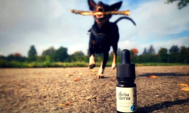 CBD can help pets