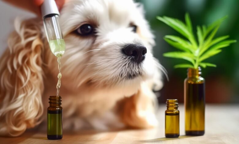 CBD for Dogs